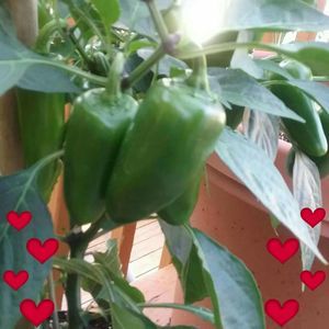 Meet your Posher, Miguel